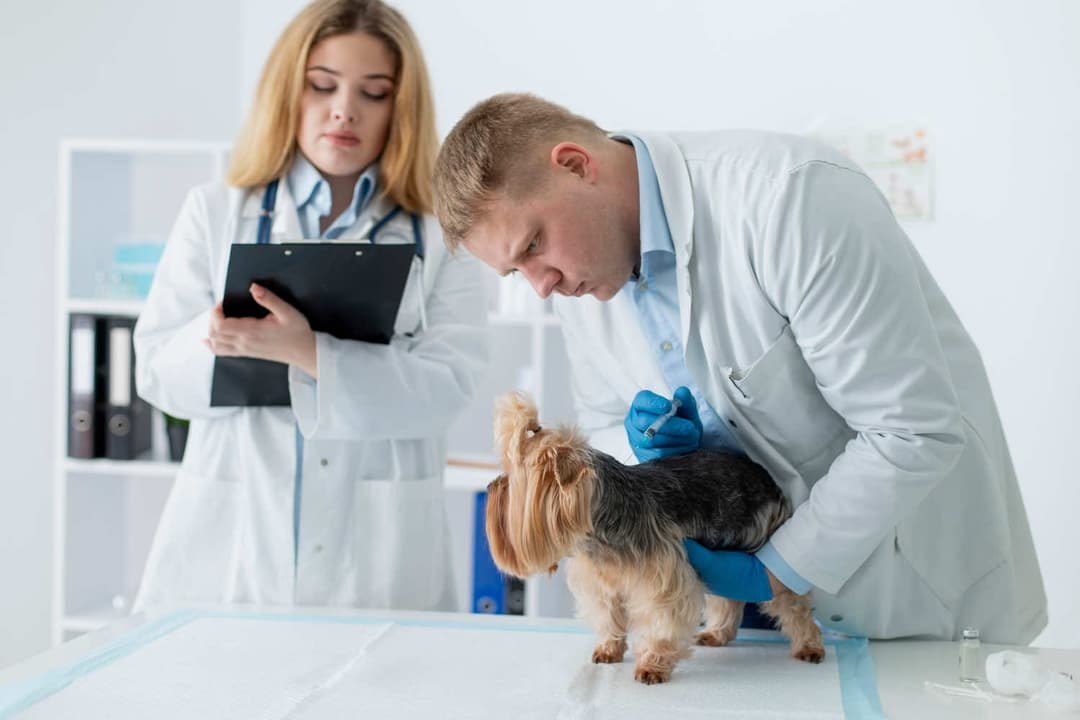 Commercial Mortgages For Veterinary Practices